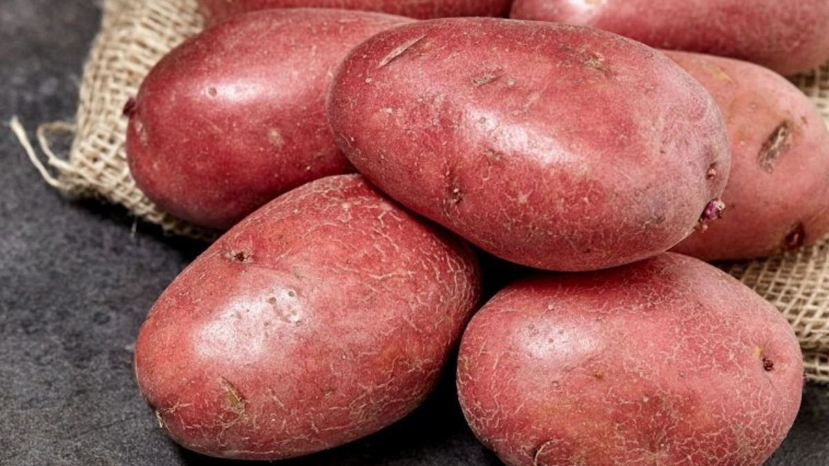 Тулунский ранний сорт картофеля